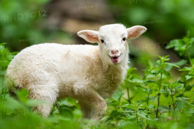 Domestic sheep (Ovis orientalis aries) lamb on a meadow, Bavaria, Germany