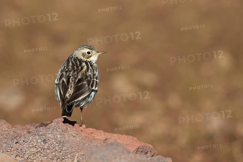 Red-throated Pipit (Anthus cervinus) juvenile, Bale Mountains National Park, Ethiopia