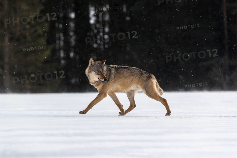 One male eurasian gray wolf (Canis lupus lupus) walking thru deep snow with a forest in the background