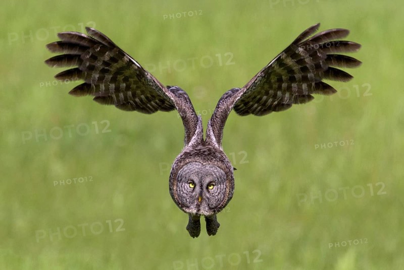 Great Grey Owl (Strix nebulosa)