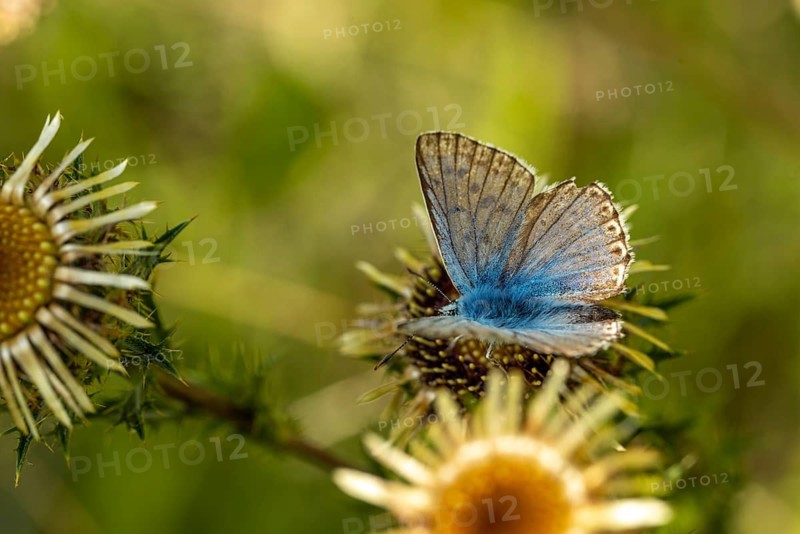 Close-up of an Adonis blue (Lysandra bellargus) on common golden thistle (Carlina vulgaris), Germany