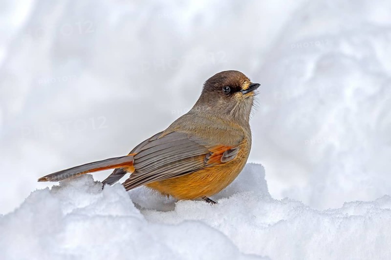 Siberian jay (Perisoreus infaustus, Corvus infaustus) foraging on snow covered ground in the taiga in winter, Scandinavia