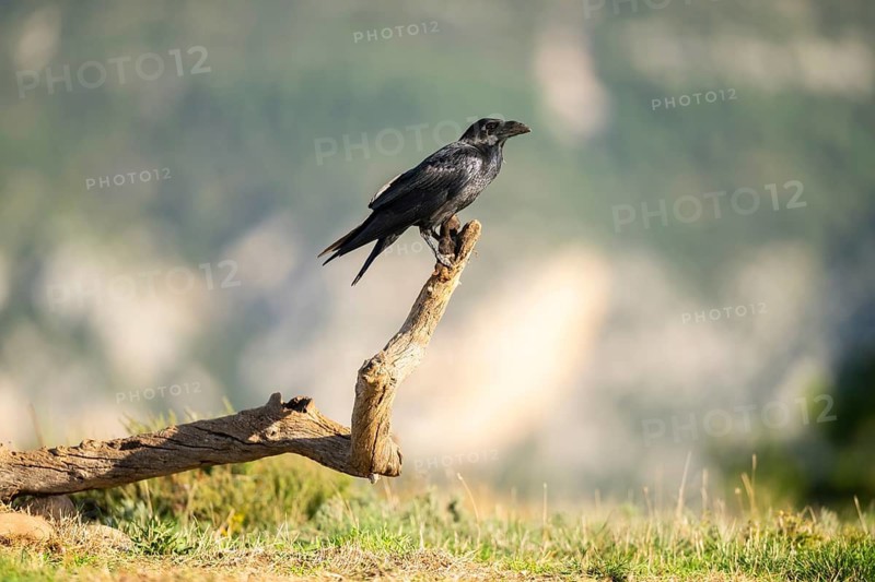 Common raven (Corvus corax) sitting on a dead branch, Pyrenees, Catalonia, Spain