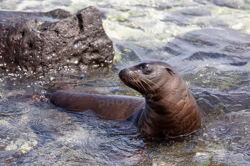 Sea lions (Zalophus wollebaeki), Galapagos, Ecuador