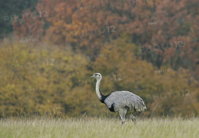 Greater Rhea (Rhea americana) foraging, Schleswig-Holstein, Germany