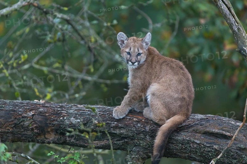 One cougar kitten, Puma concolor, resting in a tree with some green vegetation in the background