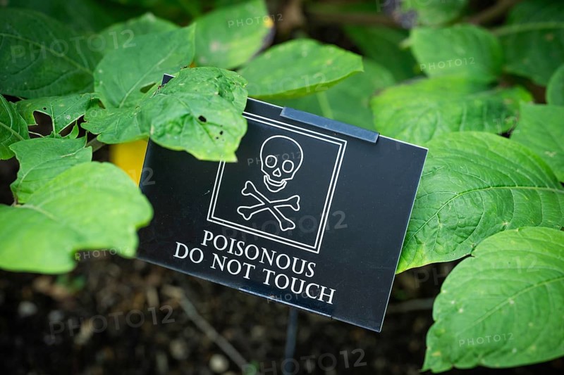A sign featuring a skull indicates a poisonous plant, leaves of black belladonna (Atropa bella-donna), a genus in the nightshade family (Solanaceae), Chelsea Physic Garden, historic botanical garden, the oldest botanical garden in London, founded in 1673 by the Worshipful Society of Apothecaries, Chelsea, England, United Kingdom