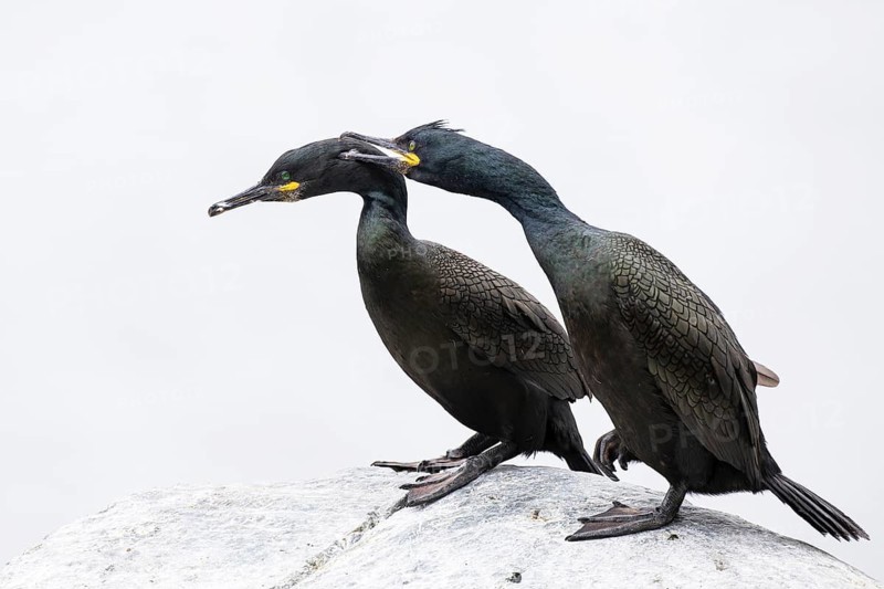 Cormorant (Gulosus aristotelis), breeding pair preening each other during courtship, Hornøya Island, Vardø, Varanger, Finnmark, Norway