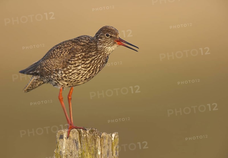 Common Redshank (Tringa totanus), Schleswig-Holstein, Germany