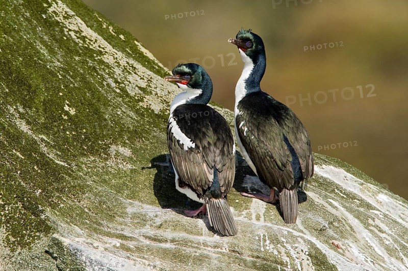 Bronze Shag (Leucocarbo chalconotus), Stewart Island, New Zealand