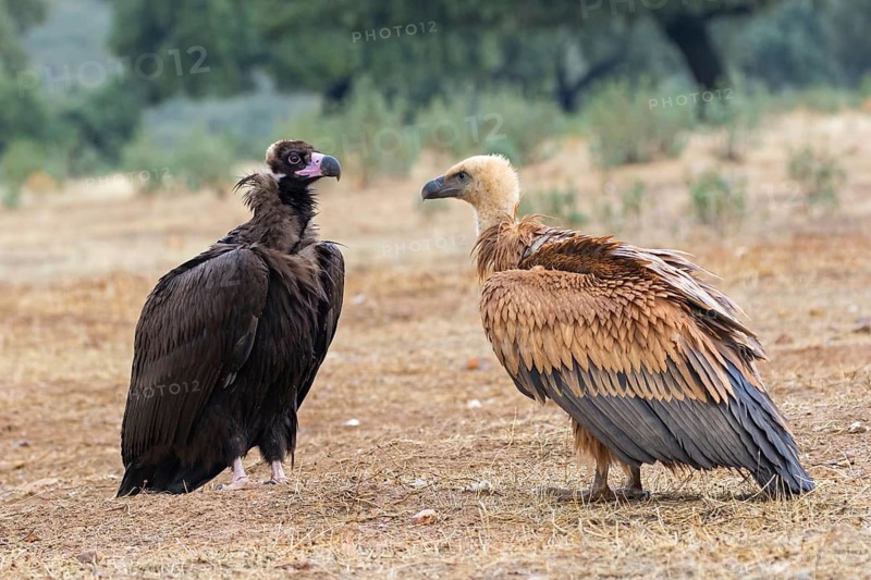 Griffon vulture, (Gyps fulvus), and black vulture, (Aegypius monachus), standing on the ground, Sierra de San Pedro, Herreruela, Extremadura, Spain