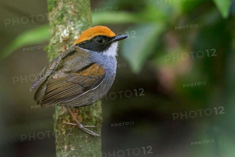 Black-cheeked Gnateater (Conopophaga melanops) perched on a branch in the Atlantic rainforest of southeast Brazil