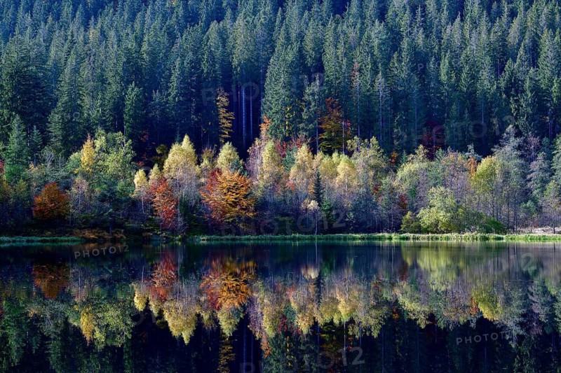 Trees reflected in the Sankenbachsee, Karsee, autumn, near Baiersbronn, Freudenstadt district, Black Forest, Baden-Württemberg, Germany