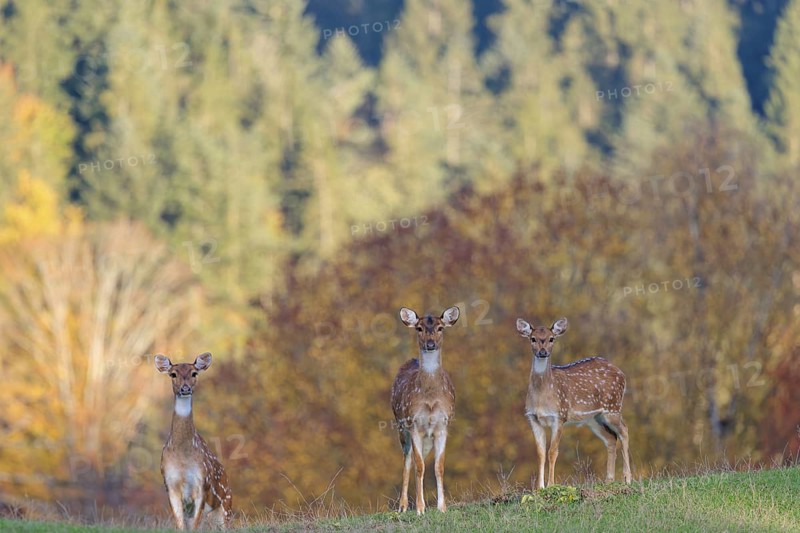 An Axis deer stag (Axis axis) and a young hind stand in a green meadow. A forest in autumn colours can be seen in the background