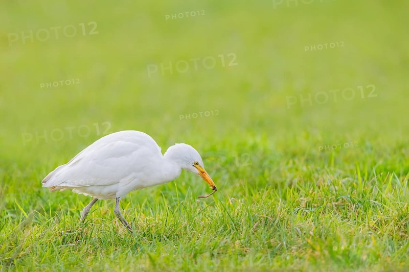 Kuhreiher, Bubulcus ibis Cattle Egret, Bubulcus ibis
