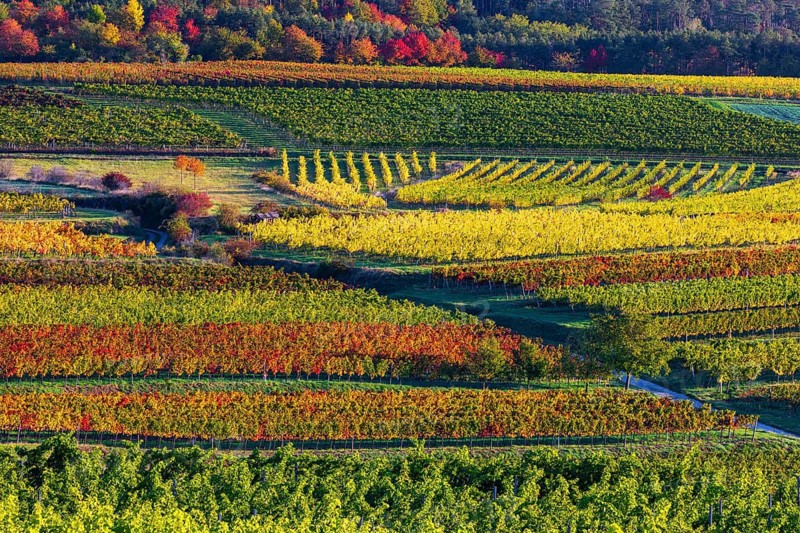 Vineyards near Langenlois, Lower Austria, Austria
