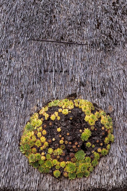 Houseleek (Sempervivum) on a thatched roof, Klein Zicker, Mönchgut, Island of Rügen, Mecklenburg-Western Pomerania, Germany