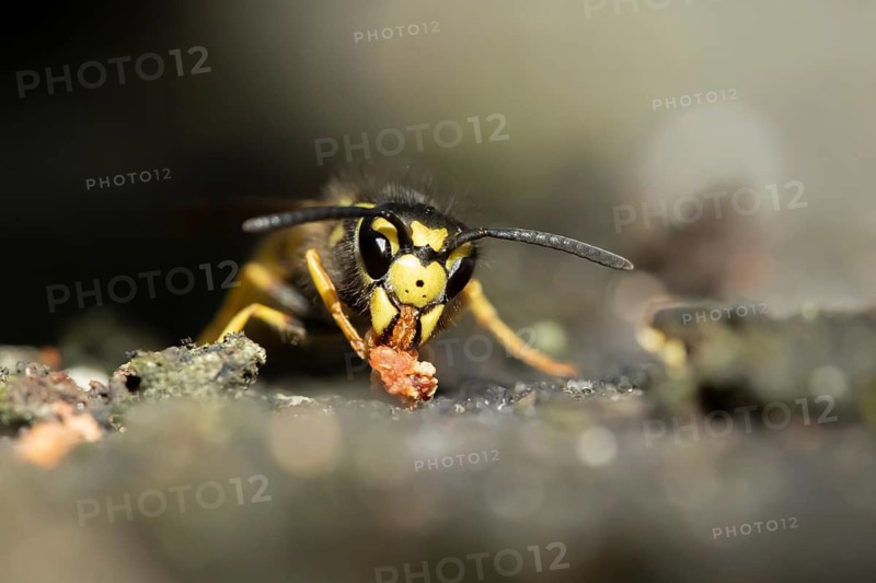 Common wasp (Vespula vulgaris) adult insect feeding on fallen fruit in a garden in summer, England, United Kingdom