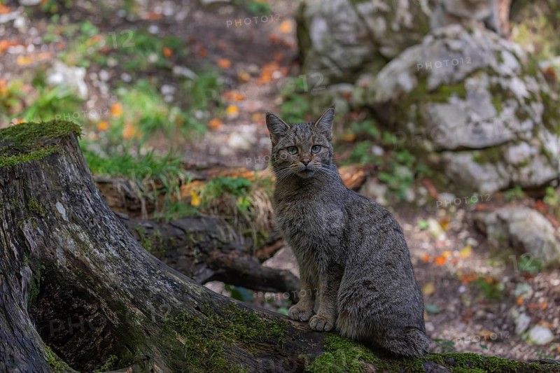 One European wildcat, Felis silvestris silvestris, sitting on the root of a cut tree