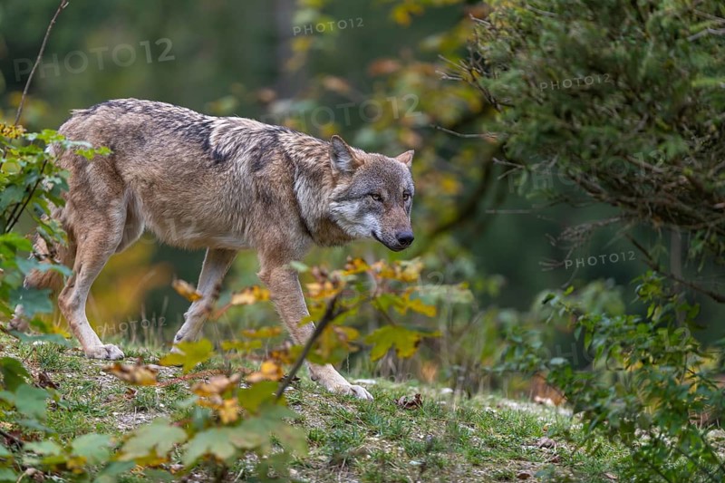 One eurasian gray wolf (Canis lupus lupus) walking on a small hill between fall foliage