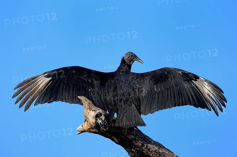 Raven Vulture (Coragyps atratus), adult, alert, on tree, perch, spreading wings, Merritt Island, Black Point Wildlife Drive, Florida, USA, North America Florida, USA
