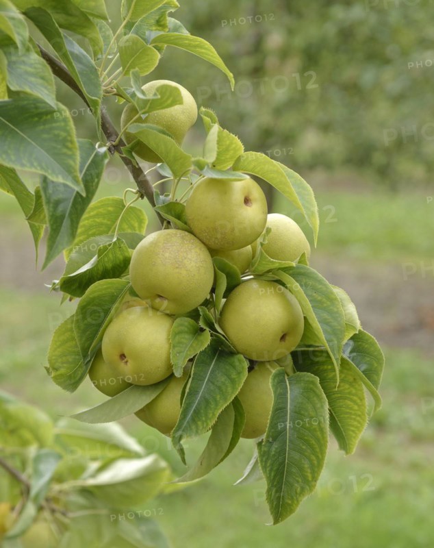 Pyrus pyrifolia 'An Ben Pear', Bundessortenamt Prüfstelle Wurzen, Wurzen, Saxony, Germany