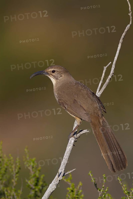California Thrasher (Toxostoma redivivum), California, USA