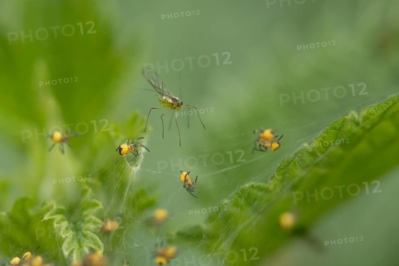 Winged aphid on a Nettle leaf with baby Garden spiders on a web in summer, England, United Kingdom