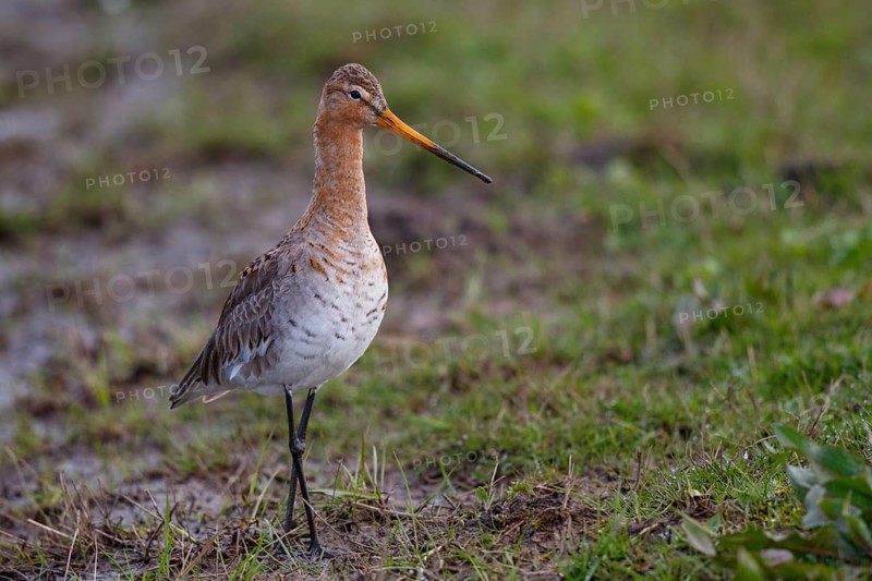 Black-tailed Godwit (Limosa limosa), Netherlands