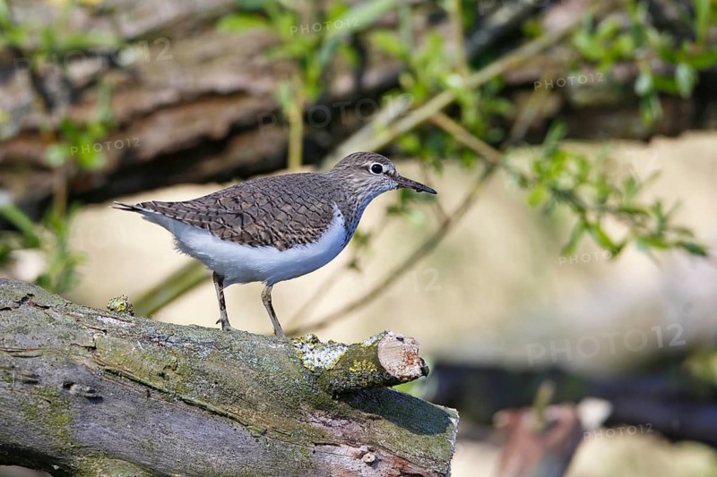 Common sandpiper (Actitis hypoleucos), animal on a branch in the biotope, Flusslandschaft Peenetal nature park Park, Mecklenburg-Western Pomerania, Germany