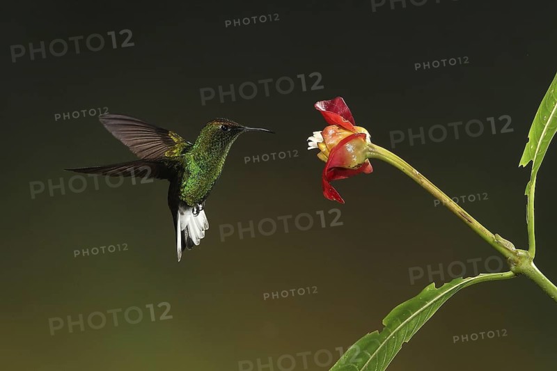 Coppery-headed Emerald (Elvira cupreiceps) male, flying while feeding at a flower, Bosque de Paz, Costa Rica