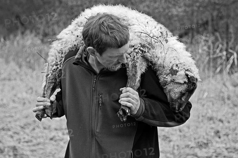 Young shepherd carrying a young sheep on his shoulders, black and white, Pinnow, Mecklenburg-Western Pomerania, Germany