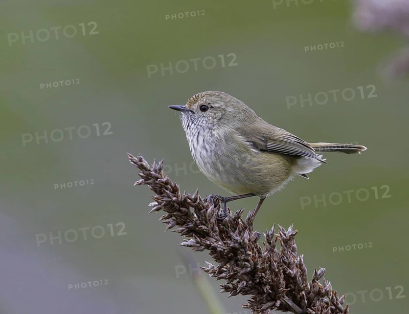 Brown Thornbill (Acanthiza pusilla), Victoria, Australia