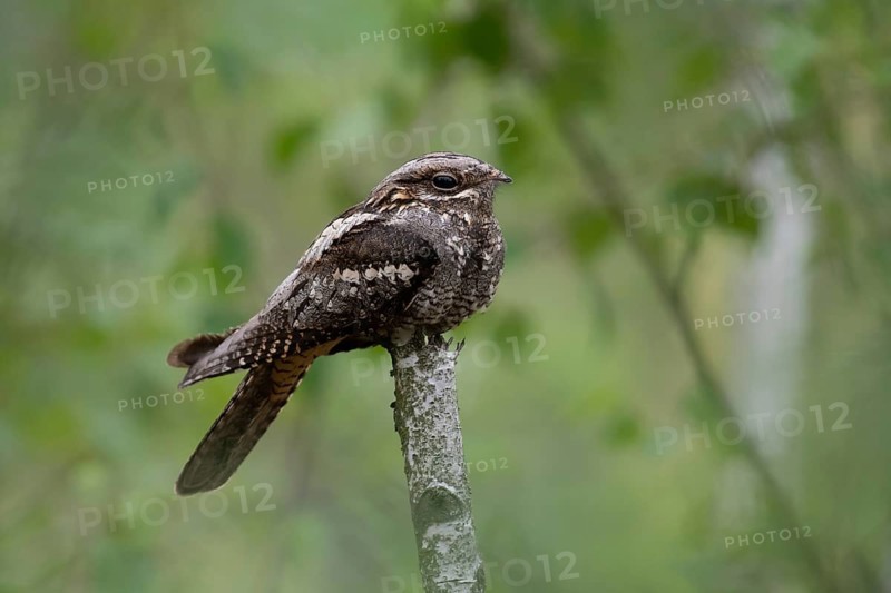 European Nightjar (Caprimulgus europaeus) perched on a branch, Brandenburg, Germany