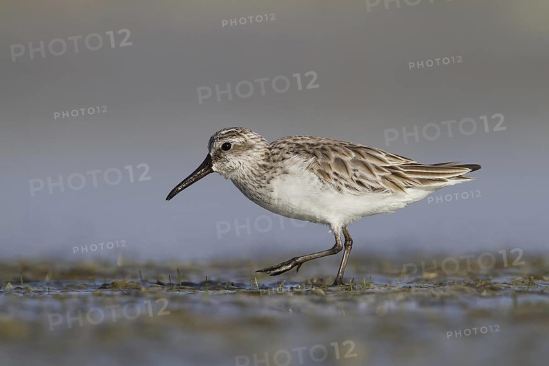 Broad-billed Sandpiper (Calidris falcinellus), Oman