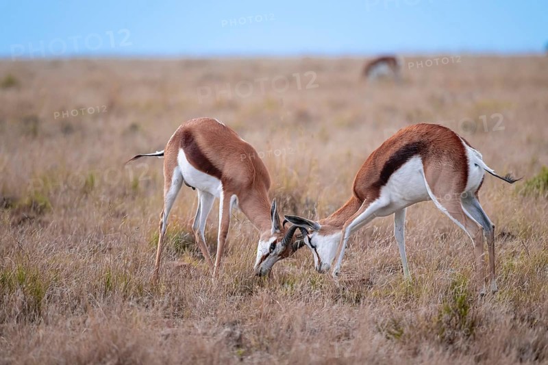 Springbok (Antidorcas marsupialis) fighting, Mountain Zebra National Park, South Africa