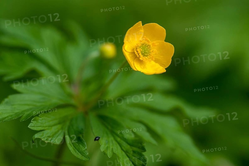Anemone ranunculoides, yellow anemone, buttercup anemone, buttercup anemone, plants, plants, yellow anemone, yellow wood anemone