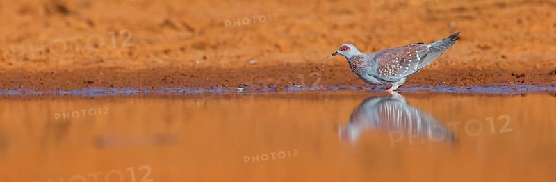 Africa, Gambia, speckled pigeon (Columba guinea), Pigeon roussard, Paloma de Guinea, Pigeon, Pigeons, Marakissa River Camp Canoe tri, Marakissa, South Bank, Gambia