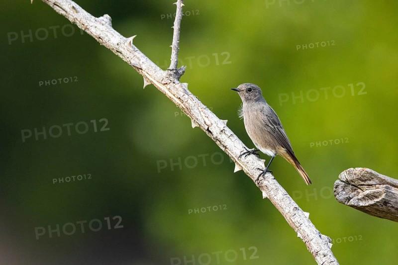 Black redstart (Phoenicurus ochruros) Germany