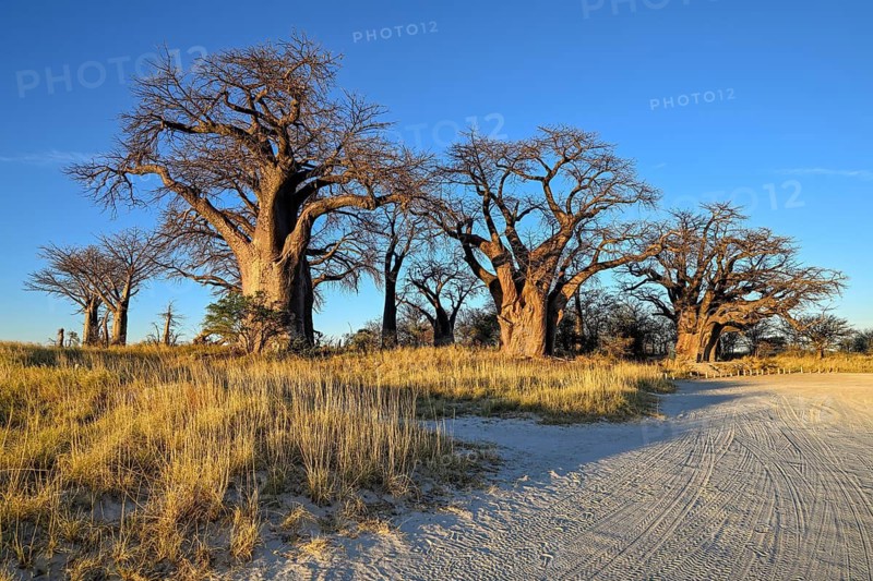 Baines Baobabs, baobab or baobab trees (Adansonia digitata), Kudiakam Pan, Nxai Pan National Park, near Gweta, Central District, Botswana