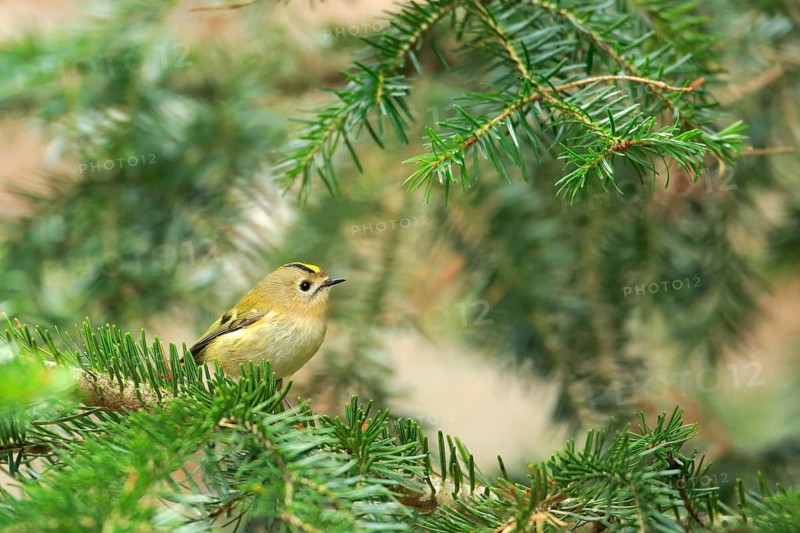 Goldcrest (Regulus regulus) perched on a branch, Aragon, Spain