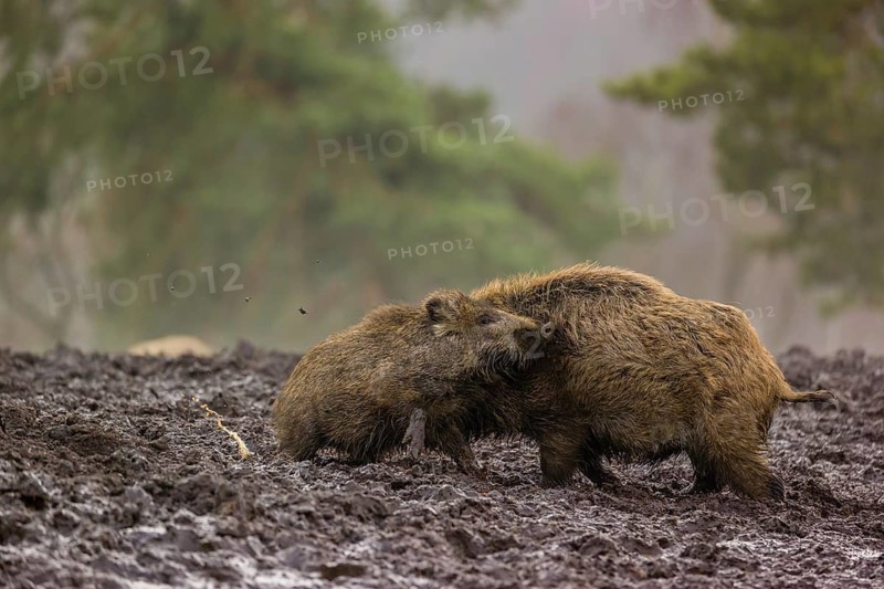 Two wild boars or wild pigs (Sus scrofa) fight in a clearing on a foggy day