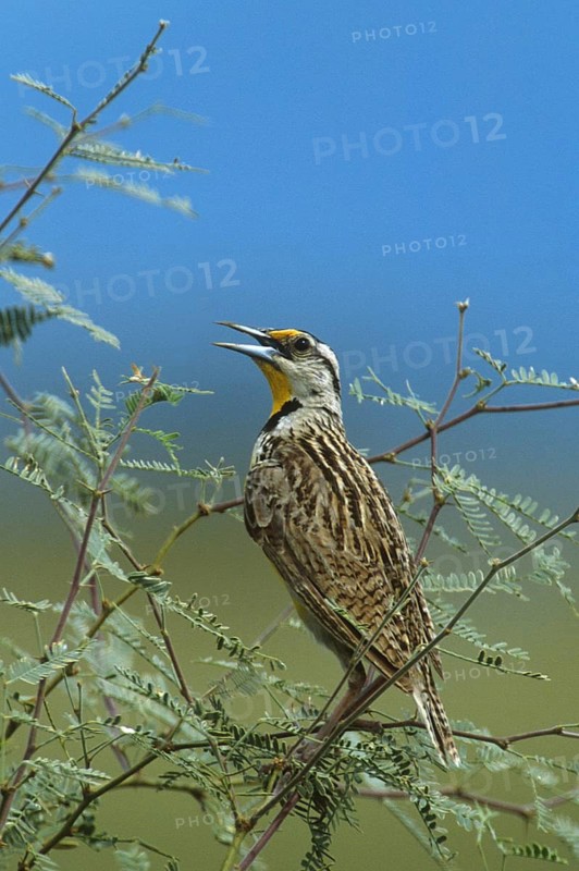 Western Meadowlark (Sturnella neglecta), Arizona, USA