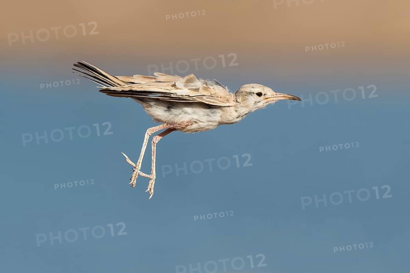 Greater Hoopoe-Lark (Alaemon alaudipes) juvenile flying, Eilat, Israel