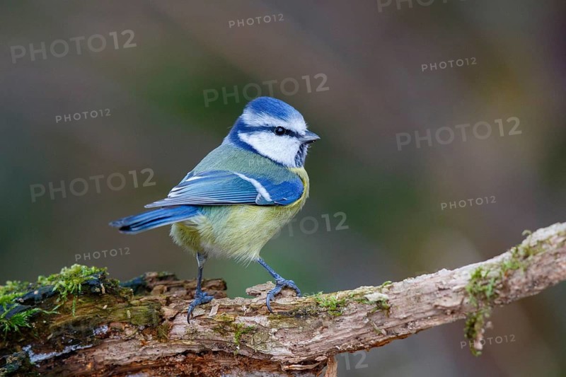 Eurasian Blue Tit (Cyanistes caeruleus) perched on a mossy branch, North Rhine-Westphalia, Germany