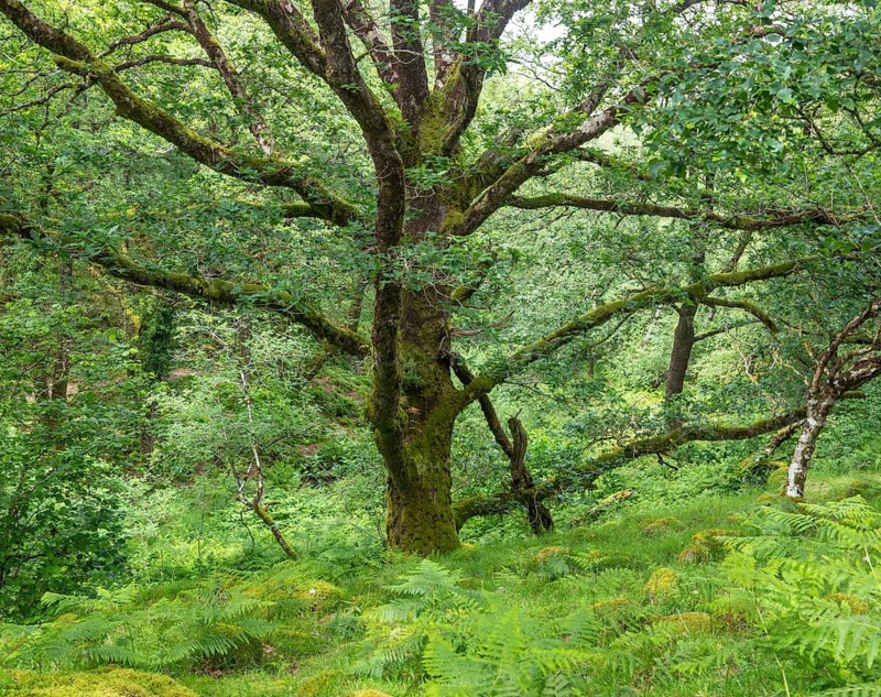 Temperate deciduous rainforest ecosystem, River Dart valley, Dartmoor national park, near Venford, Devon, England, UK