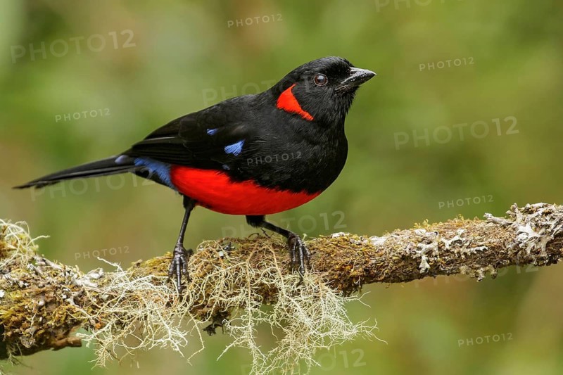 Scarlet-bellied Mountain-Tanager (Anisognathus igniventris) perched on a branch in the Andes mountains of Colombia