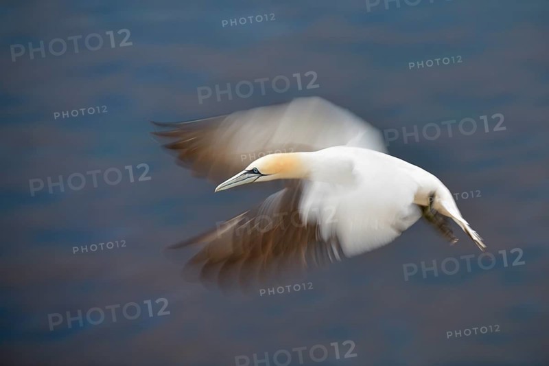 Northern Gannet (Morus bassanus) flying, Schleswig-Holstein, Germany