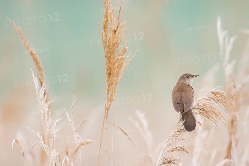 Savis Warbler - Rohrschwirl - Locustella luscinoides, Romania