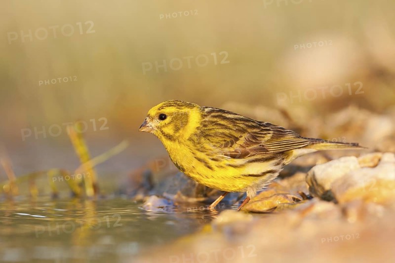 European Serin (Serinus serinus), Croatia